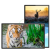Màn hình quảng cáo Châu Âu 43 inch Smart Display  