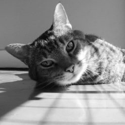 LED Screen Grayscale And Its Impact On Image Quality_64c78312d3feb.jpeg